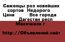 Саженцы роз новейших сортов. Недорого. › Цена ­ 350 - Все города  »    . Дагестан респ.,Махачкала г.